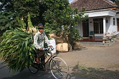 Farmer on roadster bicycle used for freight in Indonesia