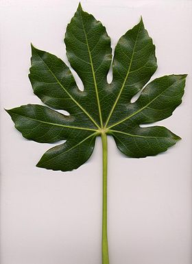 Et lille Fatsia japonica blad