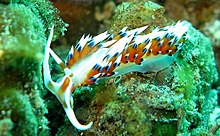 Favorinus tsuruganus - Baie de Tsuruga Favorinus Nudibranch.jpg