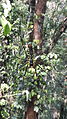 Female_Golden_Silk_orb_-_Web_Spider, Coorg, Karnataka