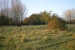 Fenlake Meadows