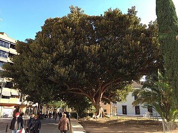 File:Ficus macrophylla Valencia 2.jpg