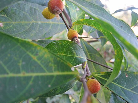 Ficus sarmentosa Np.jpg