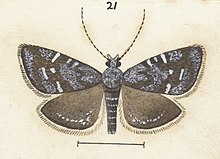 Fig 21 MA I437901 TePapa Plate-XL-The-butterflies full (cropped).jpg