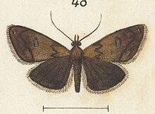 Illustration by G. Hudson Fig 40 MA I437618 TePapa Plate-XIX-The-butterflies full (cropped).jpg