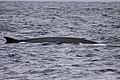 dorsal fin is visible, off San Diego