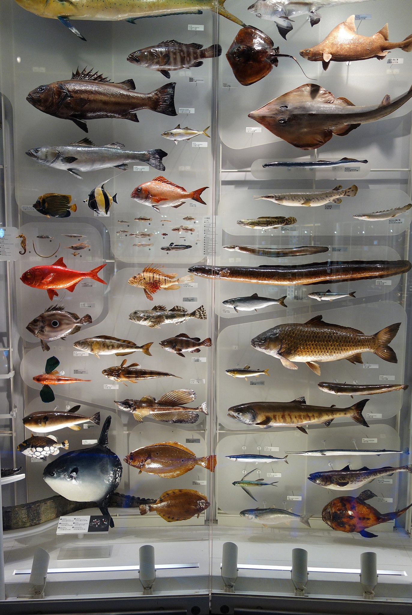 1373px-Fish_display_-_National_Museum_of_Nature_and_Science%2C_Tokyo_-_DSC07536.JPG