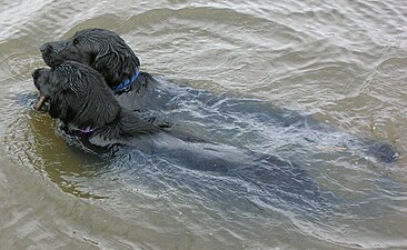 Deux retrievers à poil plat dans l'eau.