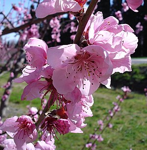 Prunus Persica: Producción mundial, Origen y etimología, Descripción