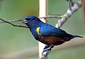 Chestnut-bellied euphonia