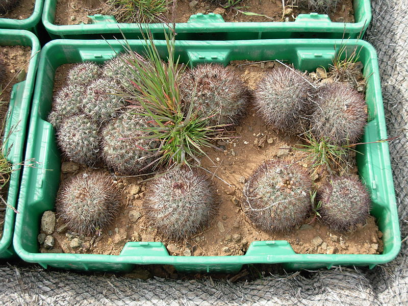 File:Flickr - brewbooks - Pediocactus simpsonii recovery (1).jpg