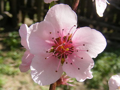 Cherry plum flower