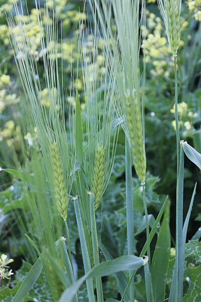 File:Flora of Israel - Triticum turgidum subsp. dicoccoides.jpg