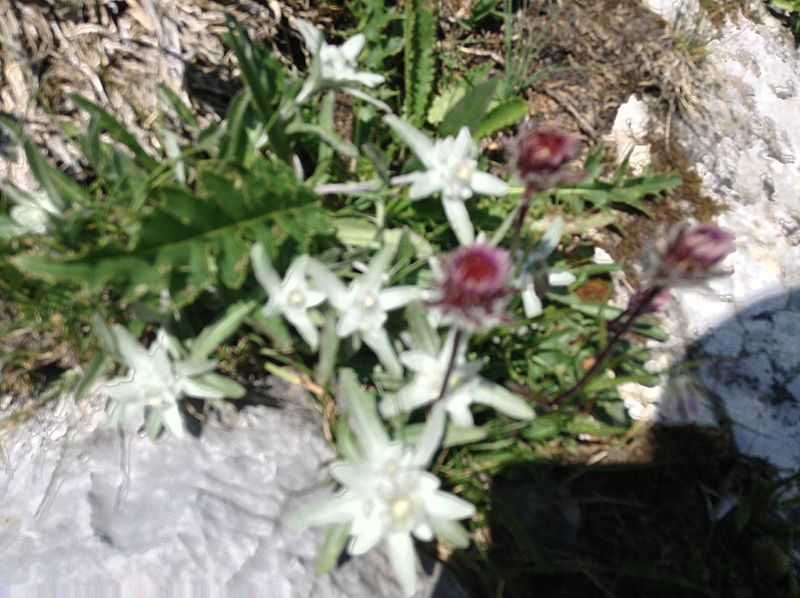 File:Flore alpine.jpg