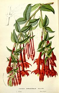 <i>Fuchsia simplicicaulis</i> Species of plant