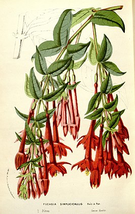 Fuchsia simplicicaulis