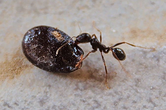 Français : Grosse fourmi (4~5mm) trainant une graine de pastèque (Aude, France).