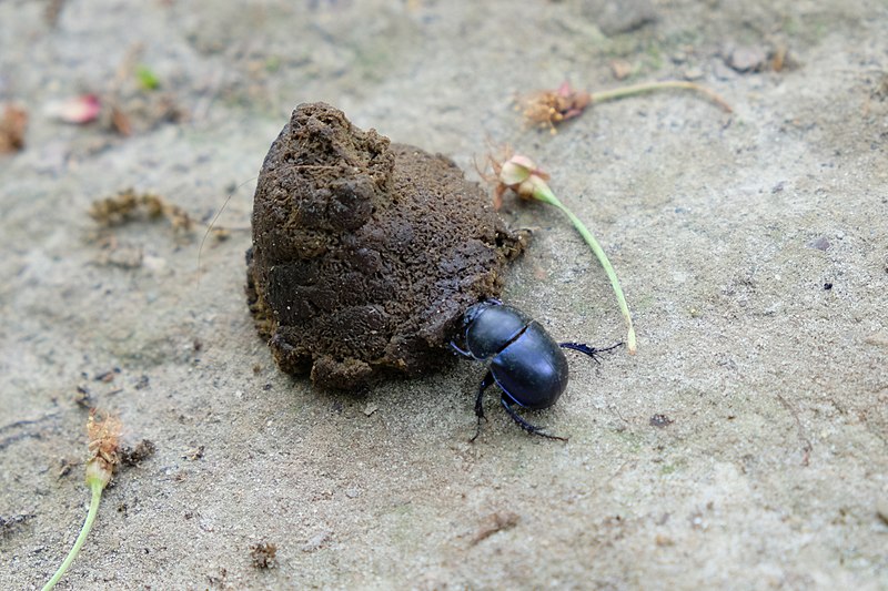 File:Frühlingsmistkäfer (Geotrupes vernalis) beim Mahl.jpg