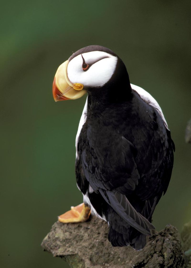 Horned and tufted puffin photos from Alaska's coast.