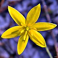 Fringed Yellow Stargrass (Hypoxis juncea) (6148269752).jpg