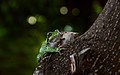 Frog Posing 6 (2549318867).jpg