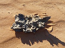 A fulgurite from the Mauritanian desert Fulgurite-Adrar mauritanien (2).jpg