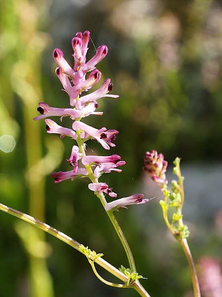 File:Fumaria officinalis (flower spike).jpg
