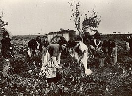 Vendimia en el campo, primera mitad del siglo XX.