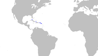 <span class="mw-page-title-main">Springer's sawtail catshark</span> Species of shark