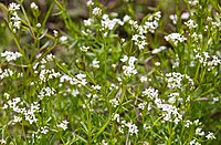 Galium palustre