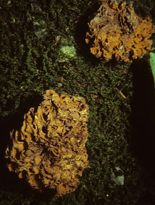<i>Gautieria morchelliformis</i> Species of fungus