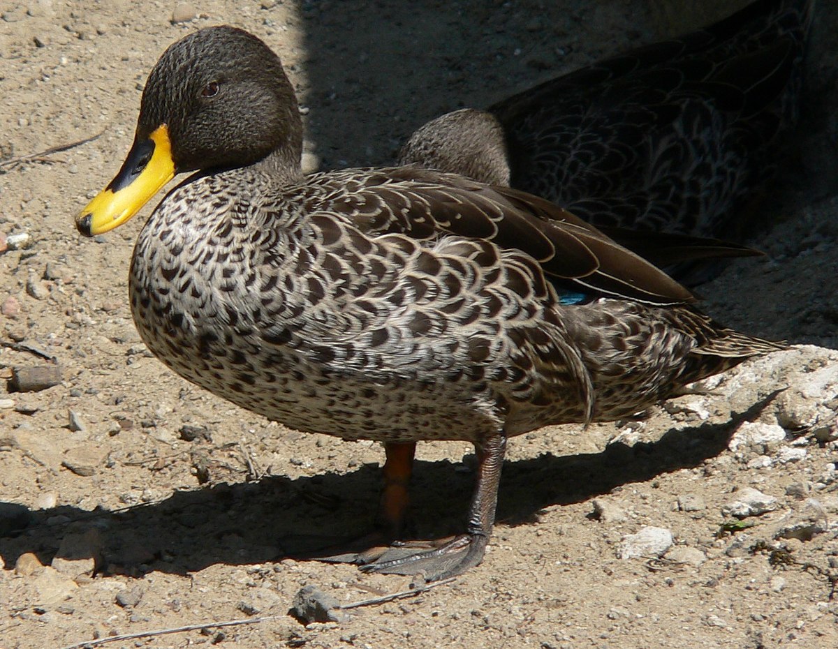 Duck - Wikipedia