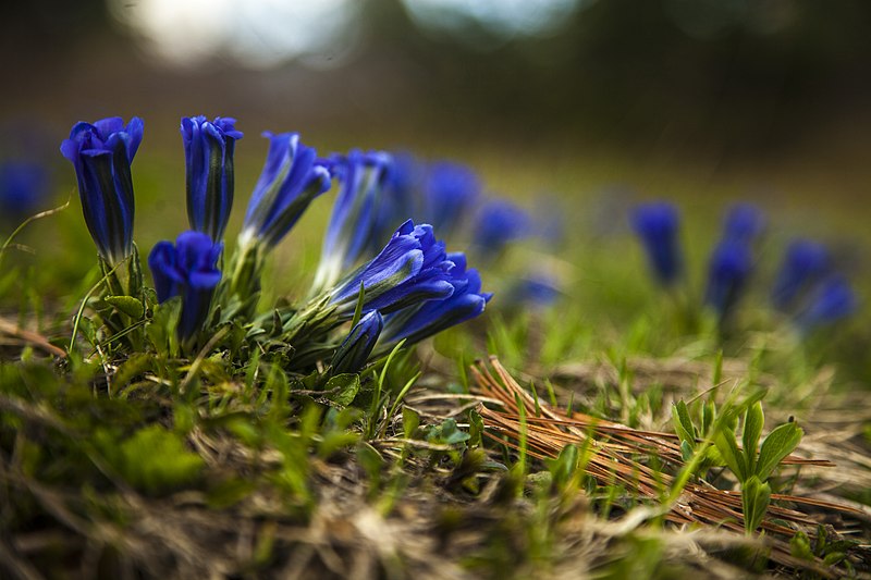 File:Gentiana grandiflora.jpg