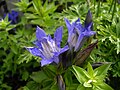 Gentiana septemfida var. lagodechiana