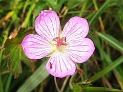 花は紅紫色で径2.5-3mmと大きく、漏斗状に平開し、花弁基部の縁に白色の軟毛が生える。