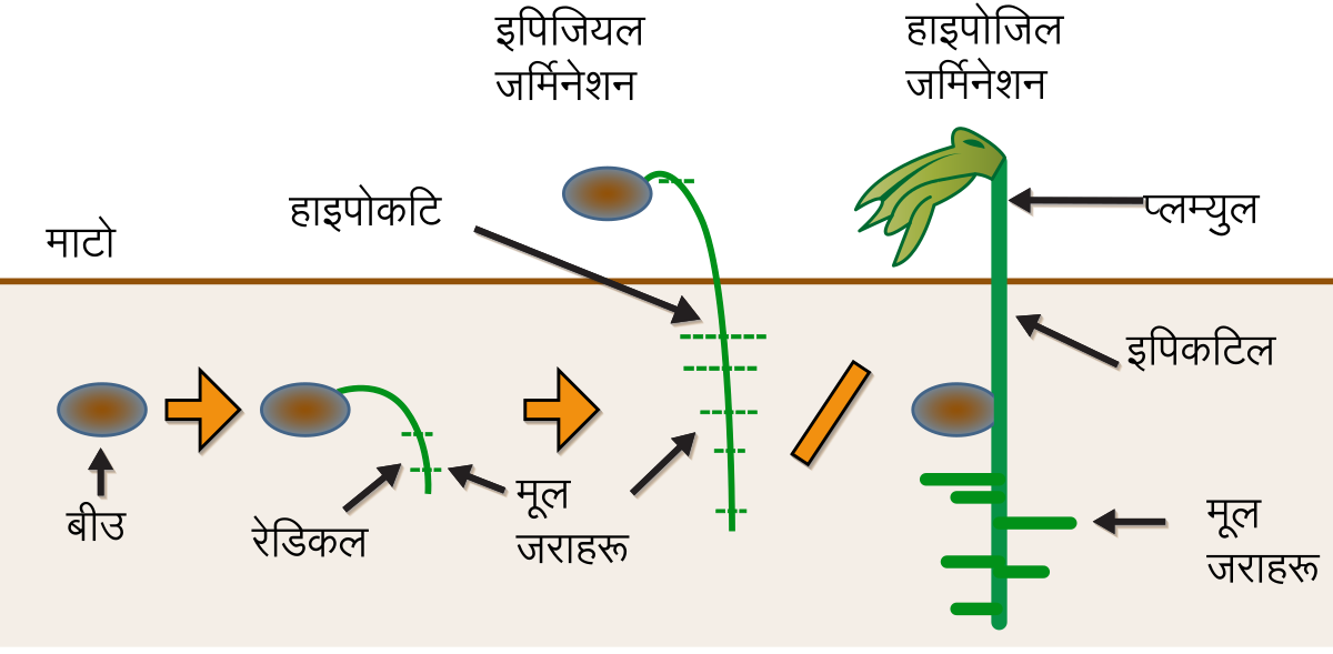 File:Germination-ne.svg - Wikimedia Commons.