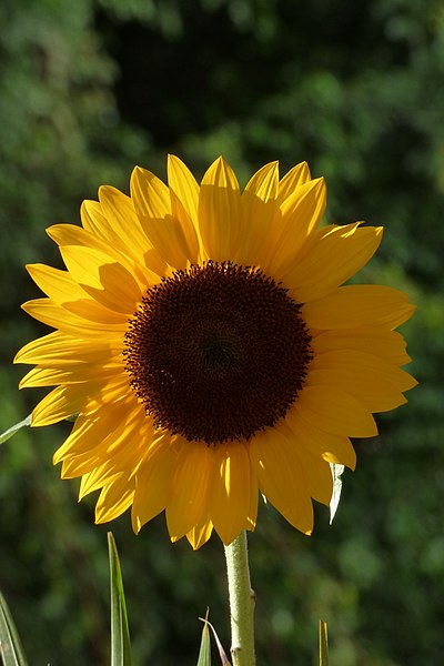 File:Girasol (Helianthus annuus) (14714382596).jpg