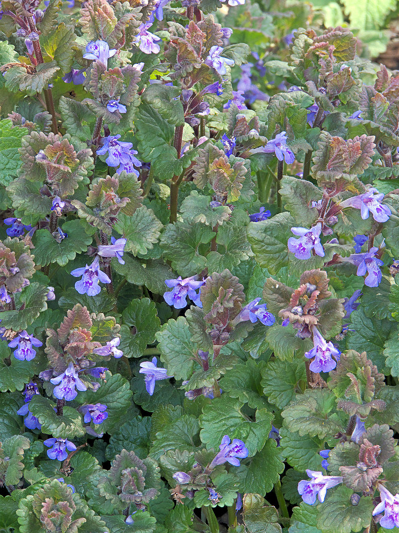 Glechoma hederacea, Hondsdraf (1).jpg