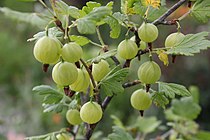 Крыжовник группа растений. Крыжовник клон юбилейного. Крыжовник на англ Gooseberries. Крыжовник Юбилейный (2 года). Gooseberry этимология.