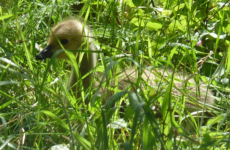 File:Gosling at College Lake - geograph.org.uk - 3997122.jpg