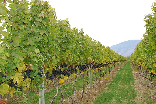 Grapevines in the Okanagan