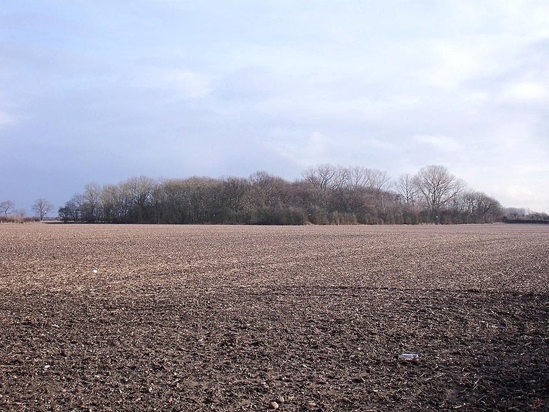 File:Gravelpit Plantation - geograph.org.uk - 4333256.jpg