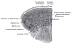 Thumbnail for Inferior longitudinal muscle of tongue