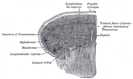 Musculus longitudinalis superior linguae