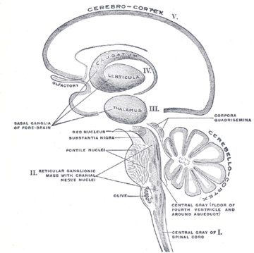 Rubrospinal tract