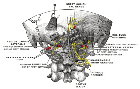 Thần_kinh_chẩm_lớn