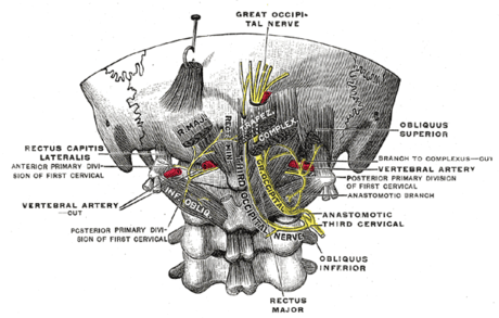 Nervio occipital mayor