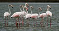 Greater Flamingoes (Phoenicopterus roseus) W IMG 0072.jpg