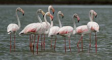 Greater flamingos at Pocharam lake in Telangana Greater Flamingoes (Phoenicopterus roseus) W IMG 0072.jpg