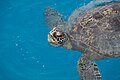 Green Sea Turtle Sand Island Midway Atoll 2019-01-13 16-38-39 (46571748084).jpg
